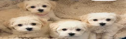Mixed Breed dogs for sale: Last girl 🩷 coton de Tular x Maltese  - Advert 1