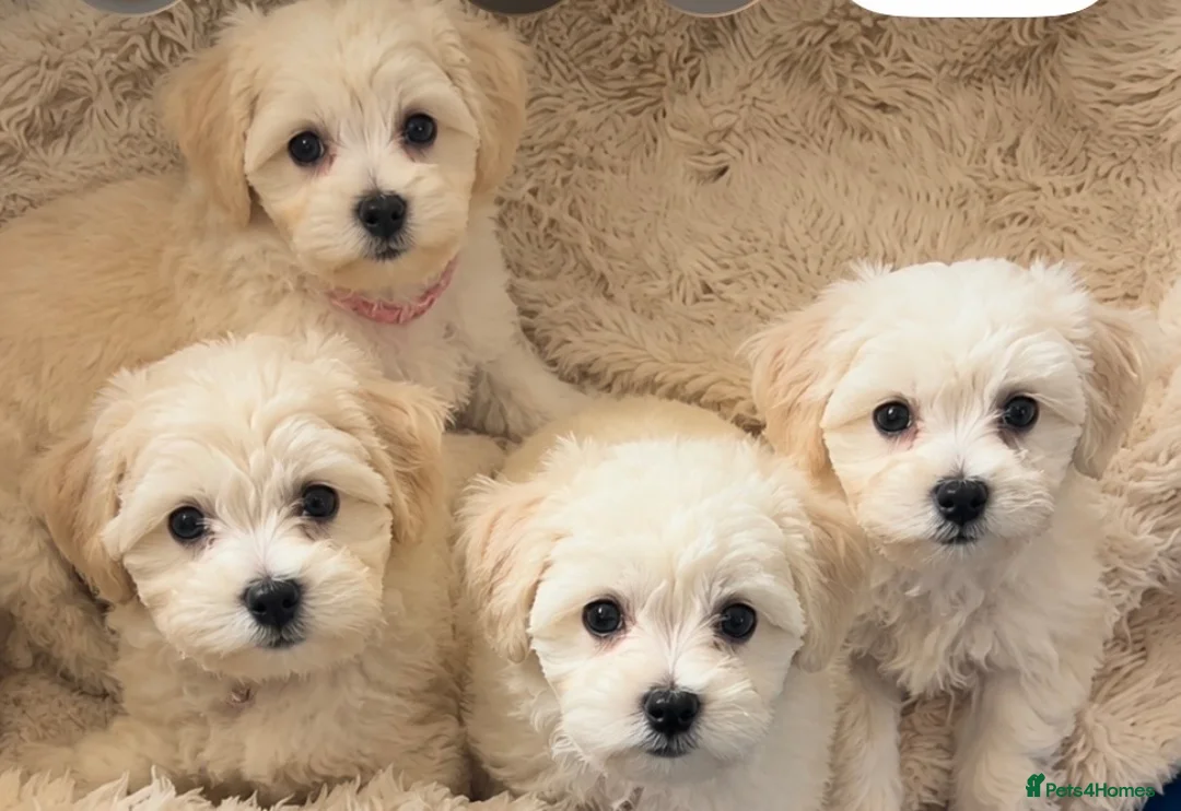 Mixed Breed dogs for sale: Last girl 🩷 coton de Tular x Maltese  - Advert 1