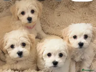 Mixed Breed dogs 🧸Coton de tular x Maltese girls ready to leave - Advert 18