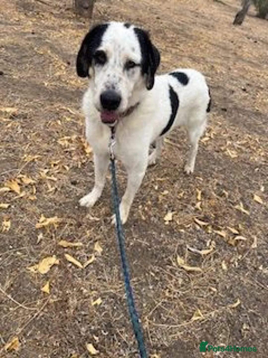 Mixed Breed dogs for adoption: 🐾 Meet Luke ❤️ - Advert 1