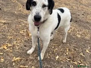 Mixed Breed dogs 🐾 Meet Luke ❤️ - Advert 1