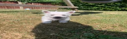 West Highland Terrier dogs for sale: Pedigree Westies - Advert 1