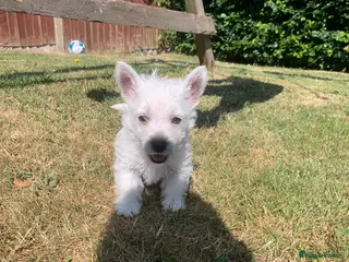 West Highland Terrier dogs Pedigree Westies - Advert 12