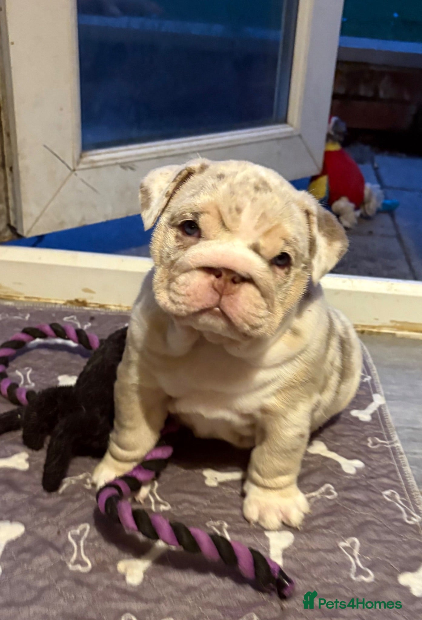English Bulldog dogs KC English Bulldog Pups – Open to Offers - Advert 17