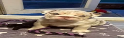 English Bulldog dogs for sale: Last KC English Bulldog Pup – Open to Offers - Advert 3