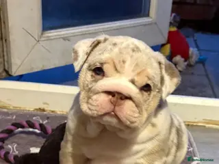 English Bulldog dogs KC English Bulldog Pups – Open to Offers - Advert 17