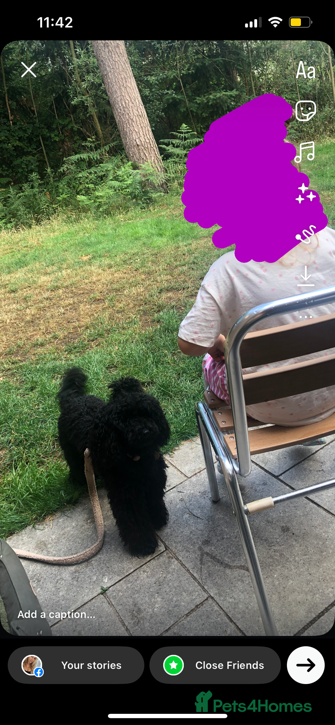 Toy Poodle dogs for sale: 1yo Toy Poodle for rehoming - Image 4