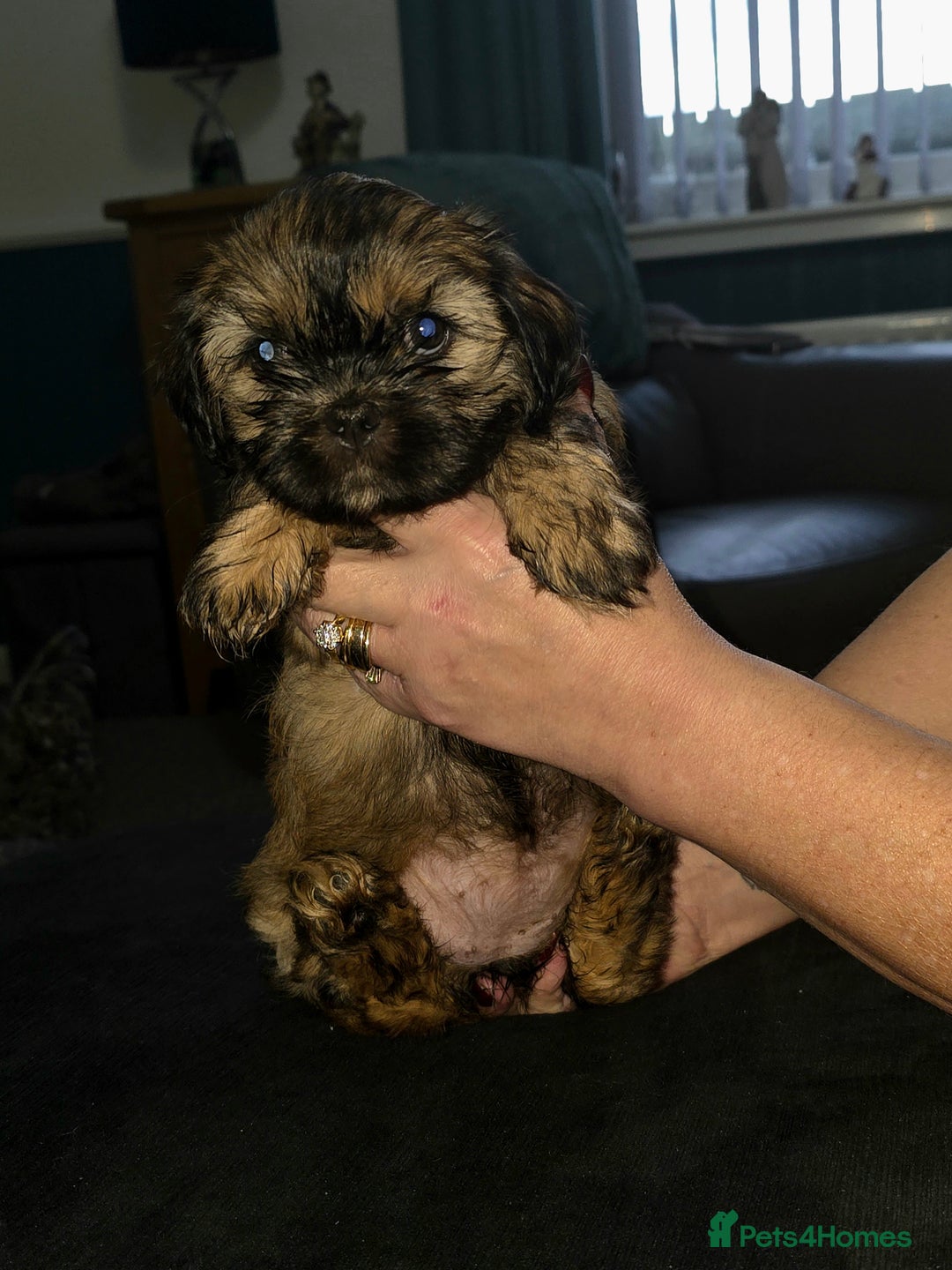 Shihpoo dogs for sale: Shi - Shipoo cross breed - Advert 3