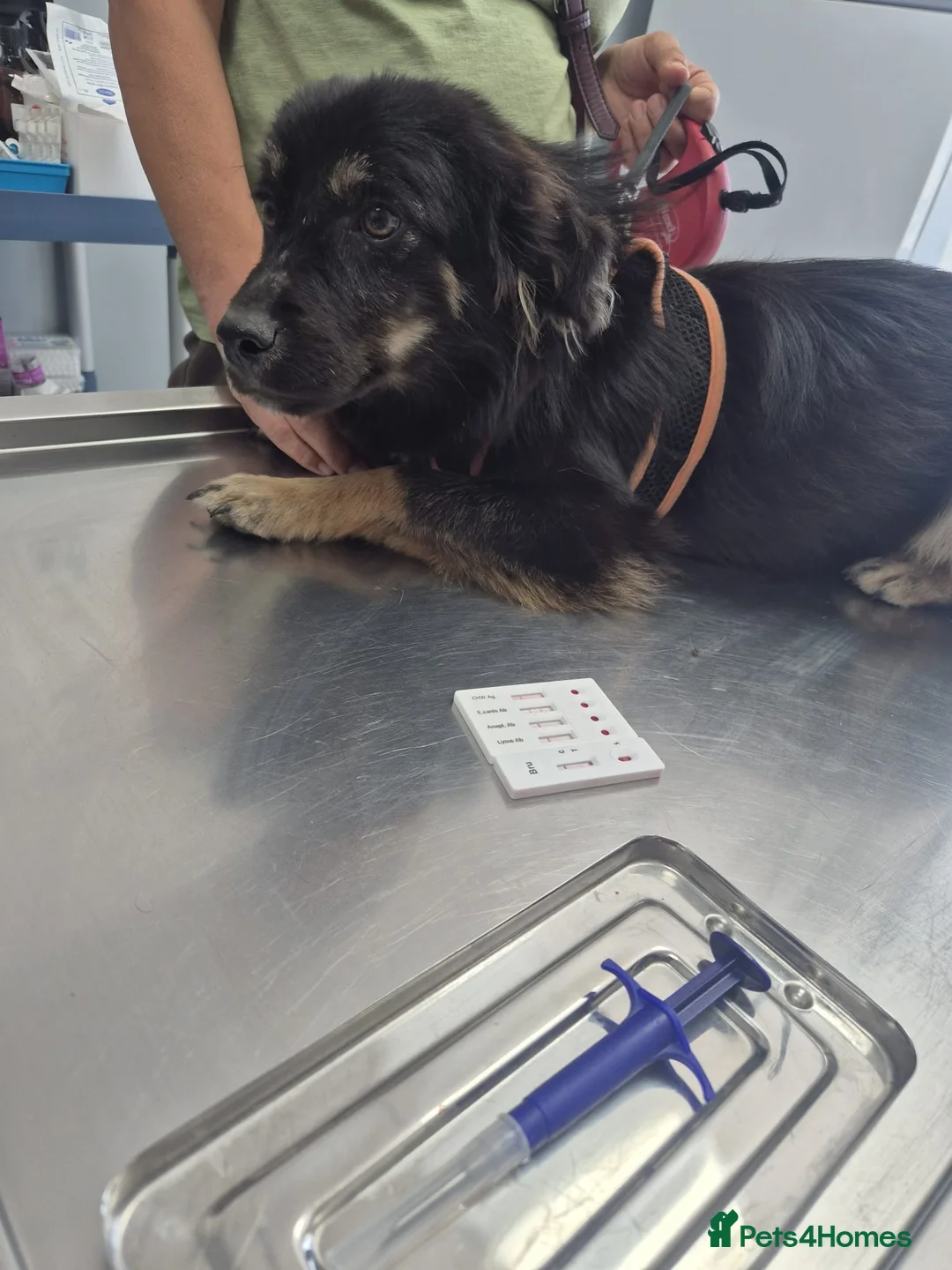 Mixed Breed dogs for adoption: ROBY, a superb puppy boy - for a Loving Home  - Advert 16