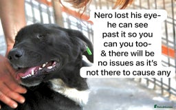 Mixed Breed dogs for adoption:  Nero, 3-4 yrs old. Available for adoption. - Image 4