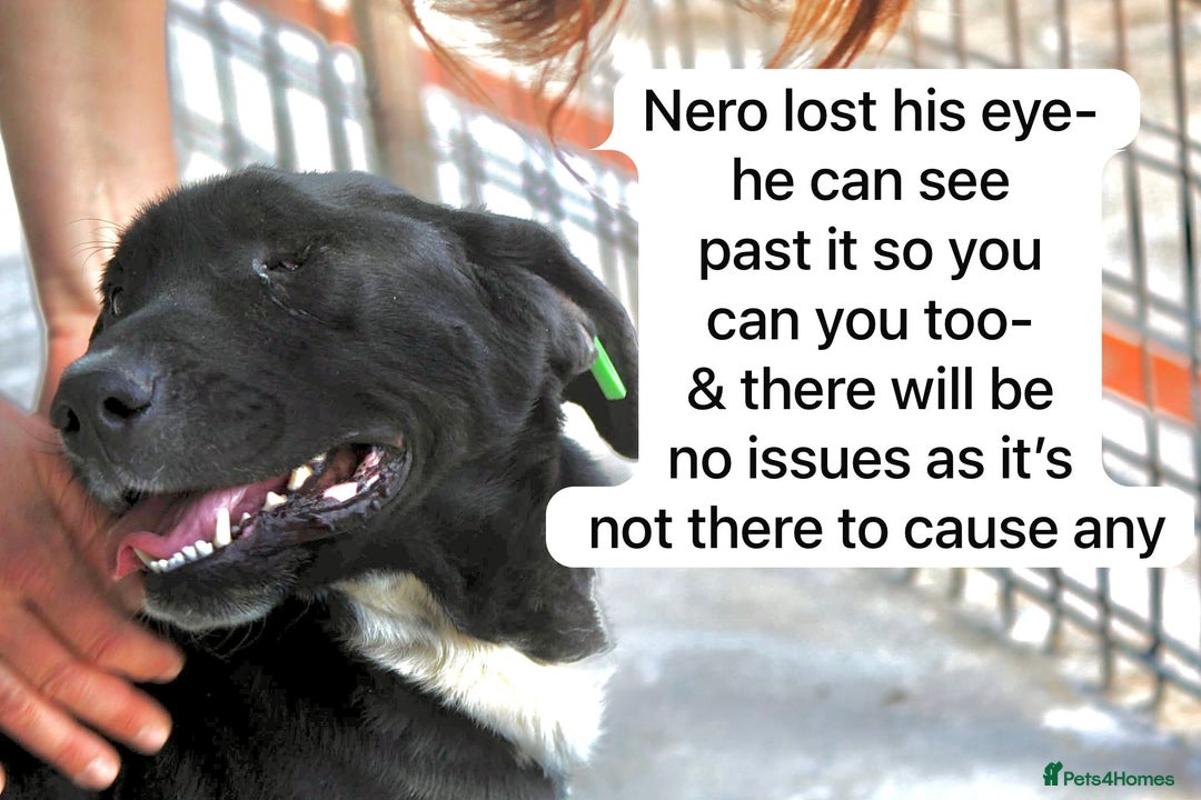 Mixed Breed dogs for adoption:  Nero, 3-4 yrs old. Available for adoption. - Image 4