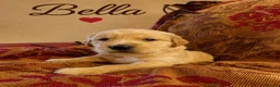 Golden Retriever dogs for sale: KC Registered Puppies From Our Much Loved Goldens! - Advert 7