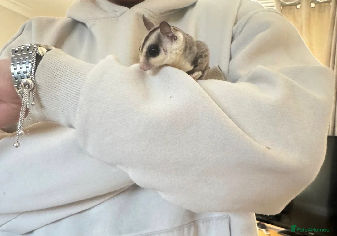 Sugar Glider rodents for sale: twin sugar gliders  - Advert 2