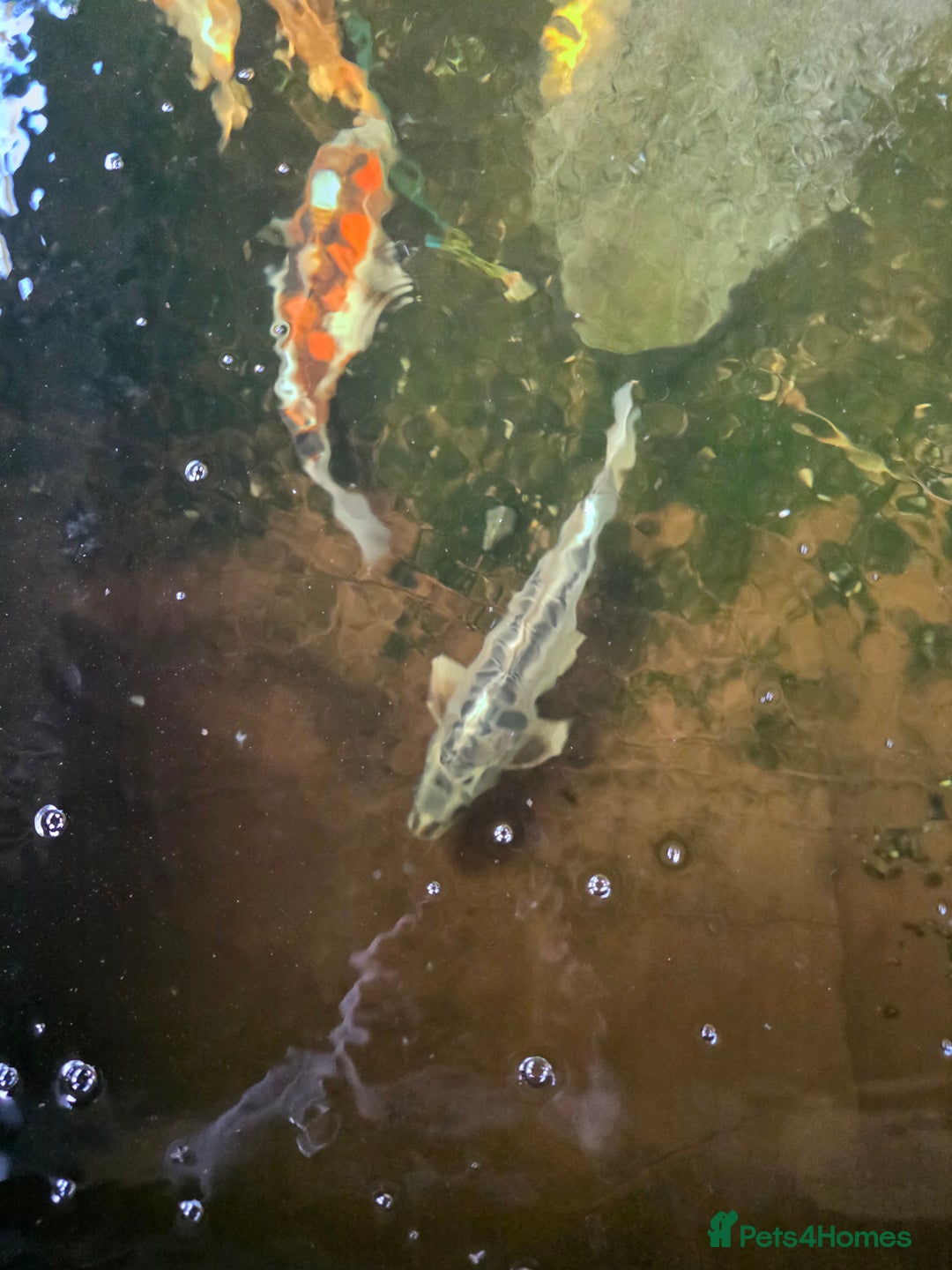 Koi Carp fish for sale: Mixed koi - Image 4