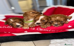 Cavapoo dogs for sale: 🐾 Tiny F1 Cavapoo Puppies – 3 Girls & 1 Boy! 🐾 - Image 18