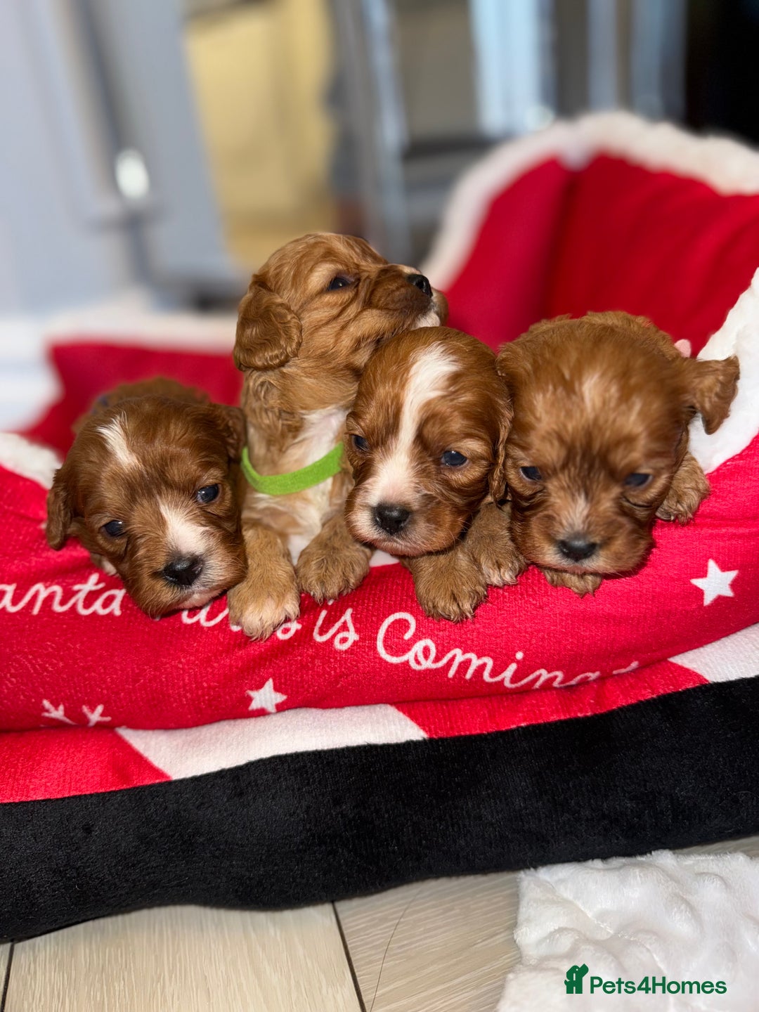 Cavapoo dogs for sale: 🐾 Tiny F1 Cavapoo Puppies – 3 Girls & 1 Boy! 🐾 - Image 18