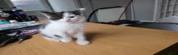 British Longhair cats for sale: Black and white kitten in Stockport - Advert 2