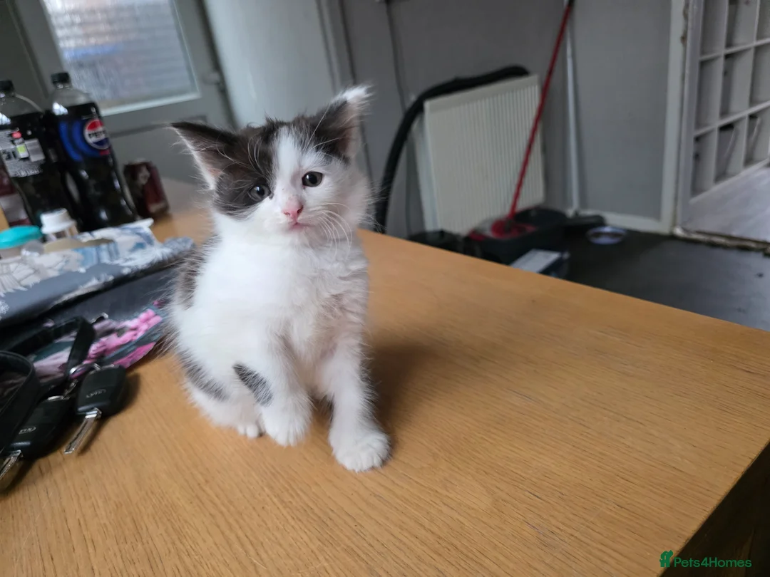 British Longhair cats for sale: Black and white kitten in Stockport - Advert 2