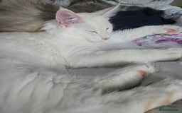 Maine Coon cats for sale: MAINE COON TICA REGISTERED KITTENS READY NOW  - Image 15