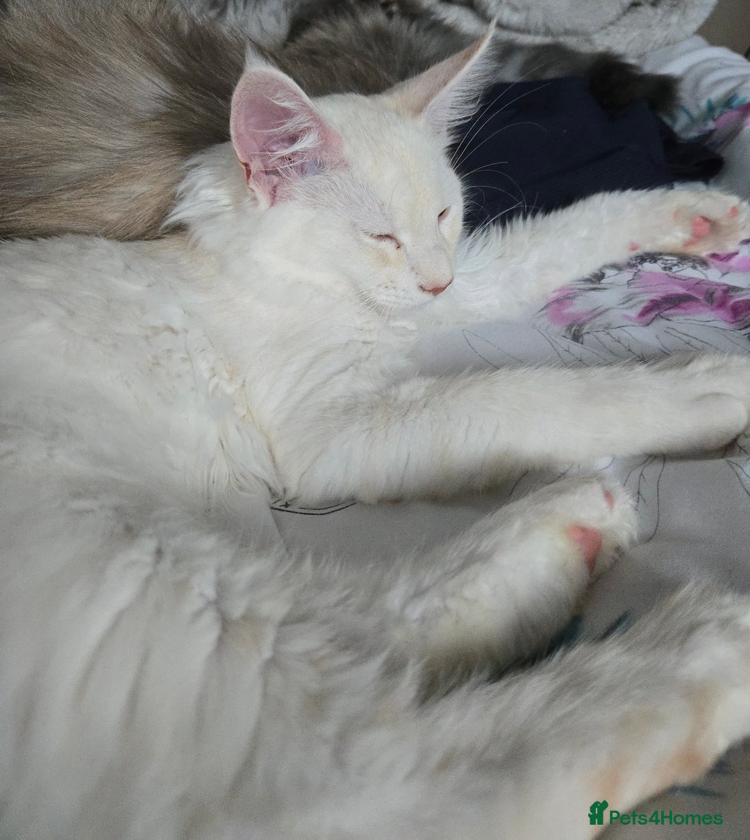 Maine Coon cats for sale: MAINE COON TICA REGISTERED KITTENS READY NOW  - Image 15