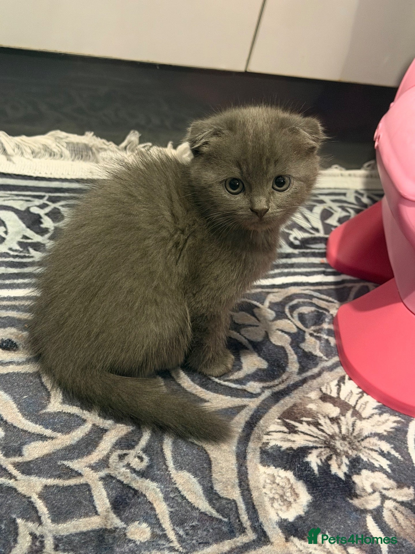 Scottish Fold cats READY NOW‼️ScottishFold Kittens - Advert 2