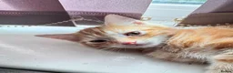 Mixed Breed cats for sale: Ginger male kitten - Advert 5