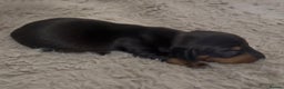 Miniature Dachshund dogs for sale: Beutiful mini dachshund pups  - Advert 4