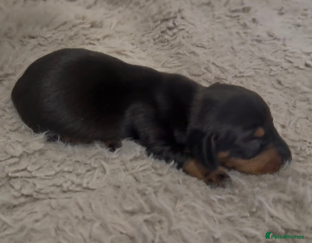 Miniature Dachshund dogs for sale: Beutiful mini dachshund pups  - Advert 4