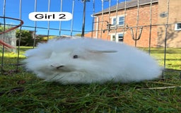 Angora rabbits for sale: Male Teddy widder rabbits for sale  - Image 4