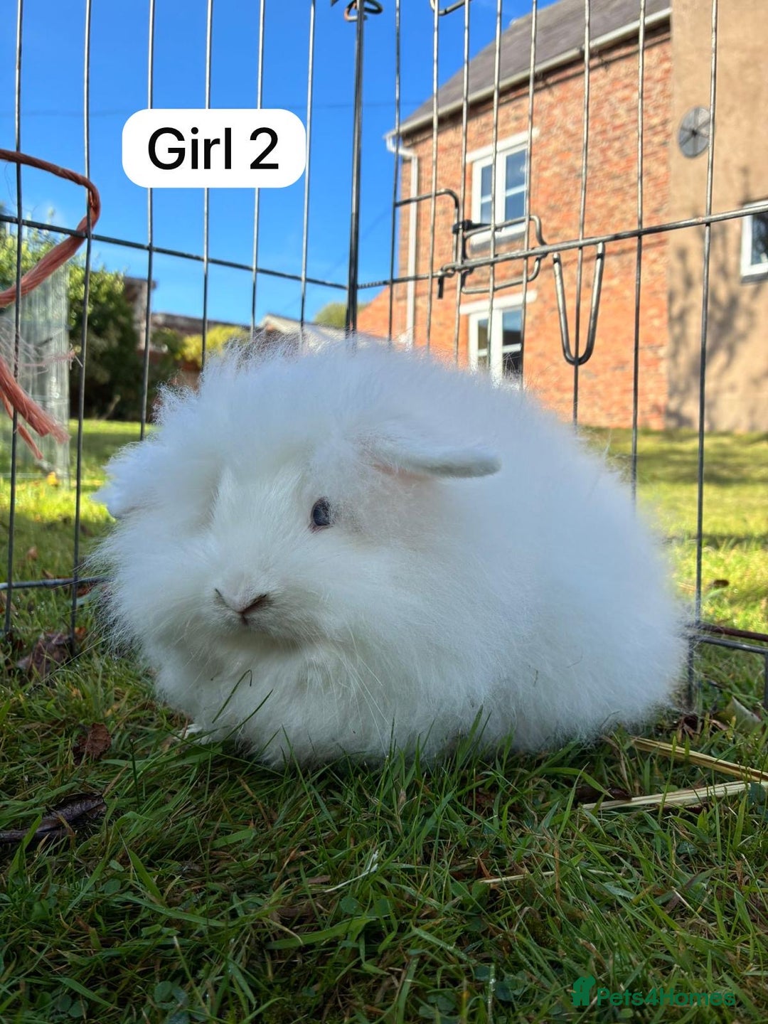 Angora rabbits for sale: Male Teddy widder rabbits for sale  - Image 4