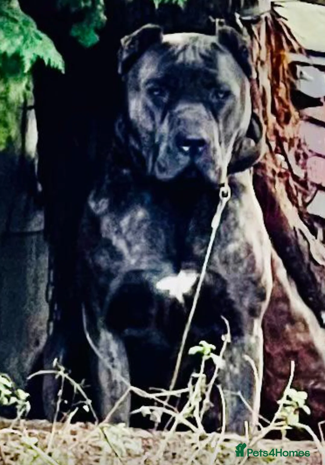 Bandog dogs for sale: Bandog mastiff pups for sale  - Advert 3