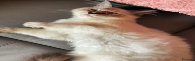 Ragdoll Kitten 3