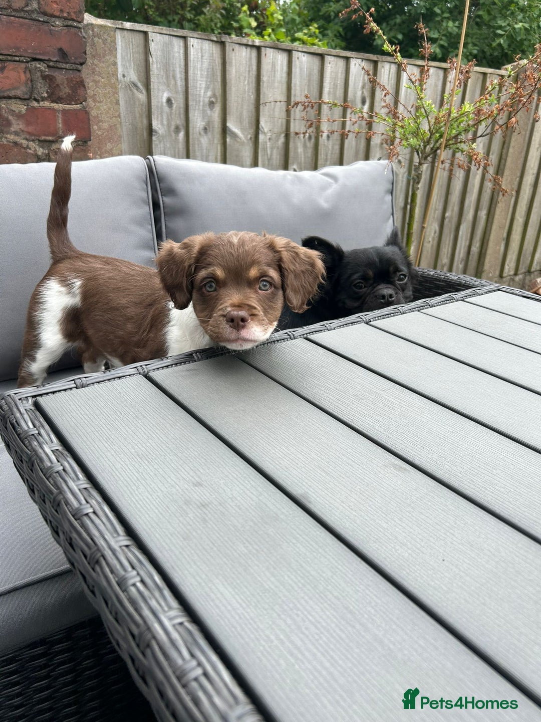 Mixed Breed dogs for sale: Adorable chester 6 months old  - Image 2