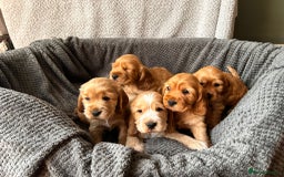 Cocker Spaniel dogs for sale: Golden English Show Cocker Spaniel puppies - Image 1