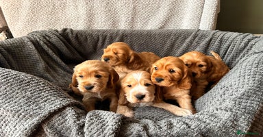 Cocker Spaniel dogs - Advert 15