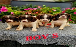 English Springer Spaniel dogs for sale: QUALITY WORKING ESS PUPS - Image 21