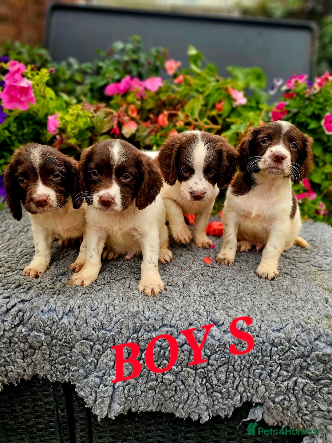 English Springer Spaniel dogs for sale: QUALITY WORKING ESS PUPS - Image 21