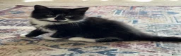Mixed Breed cats for sale: Adorable black and white kittens for sale  - Advert 3