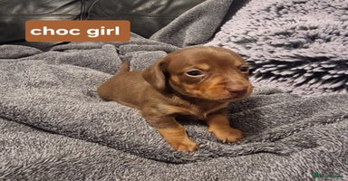Miniature Dachshund dogs - Advert 13