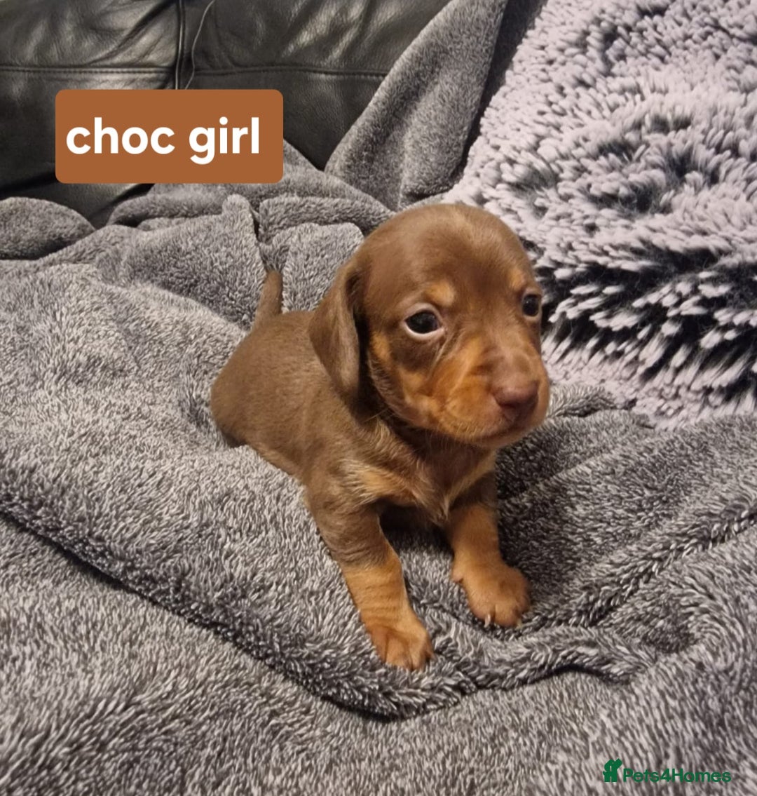 Miniature Dachshund dogs for sale: CHAMPION KC REG MINIATURE DACHSHUND PUPS.  - Image 3