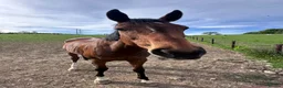 English Thoroughbred horses for sale: Lovely Happy Hacker For Sale - Advert 1