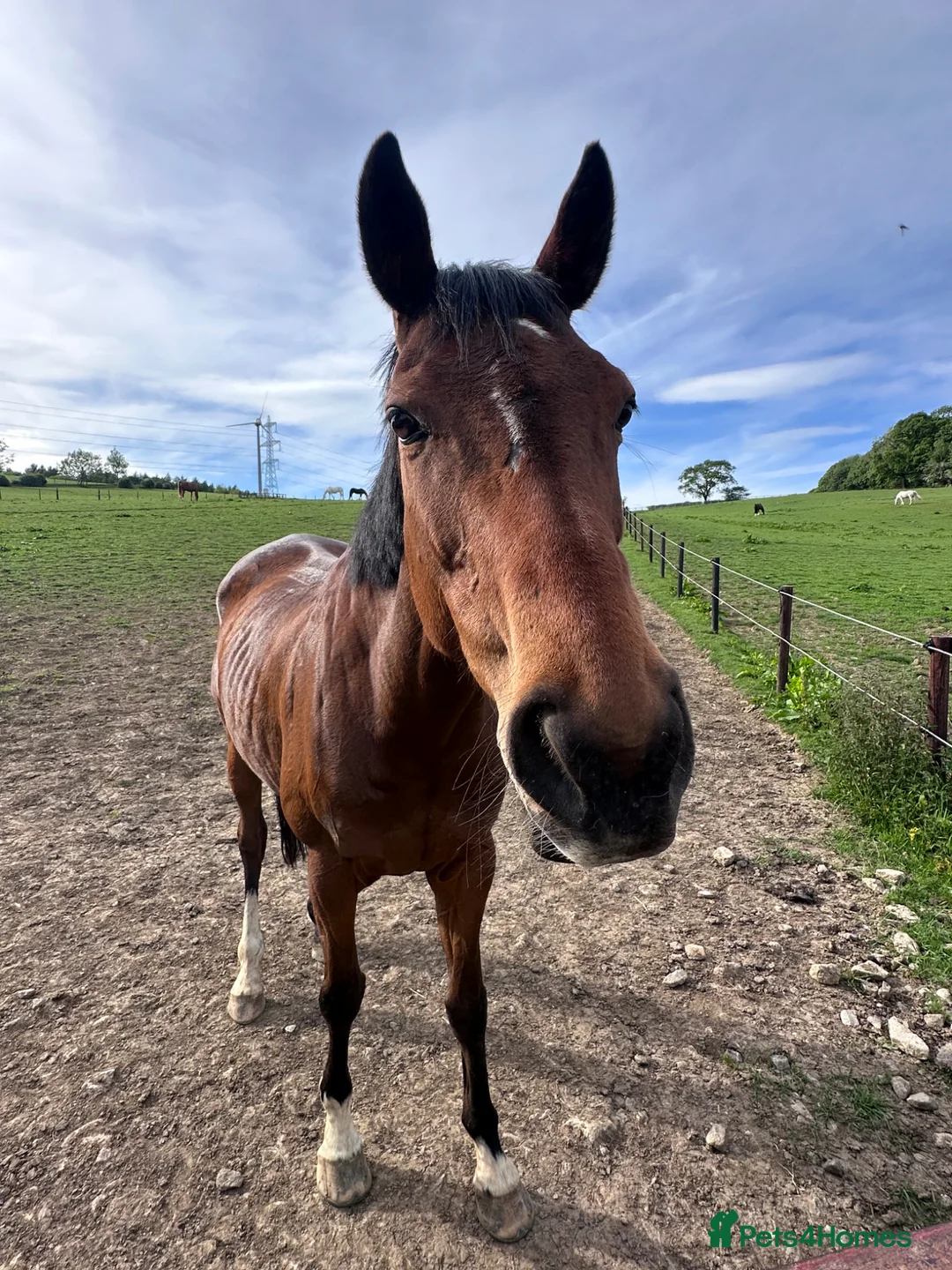 English Thoroughbred horses for sale: Lovely Happy Hacker For Sale - Advert 1