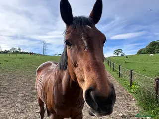 English Thoroughbred horses Lovely Happy Hacker For Sale - Advert 8