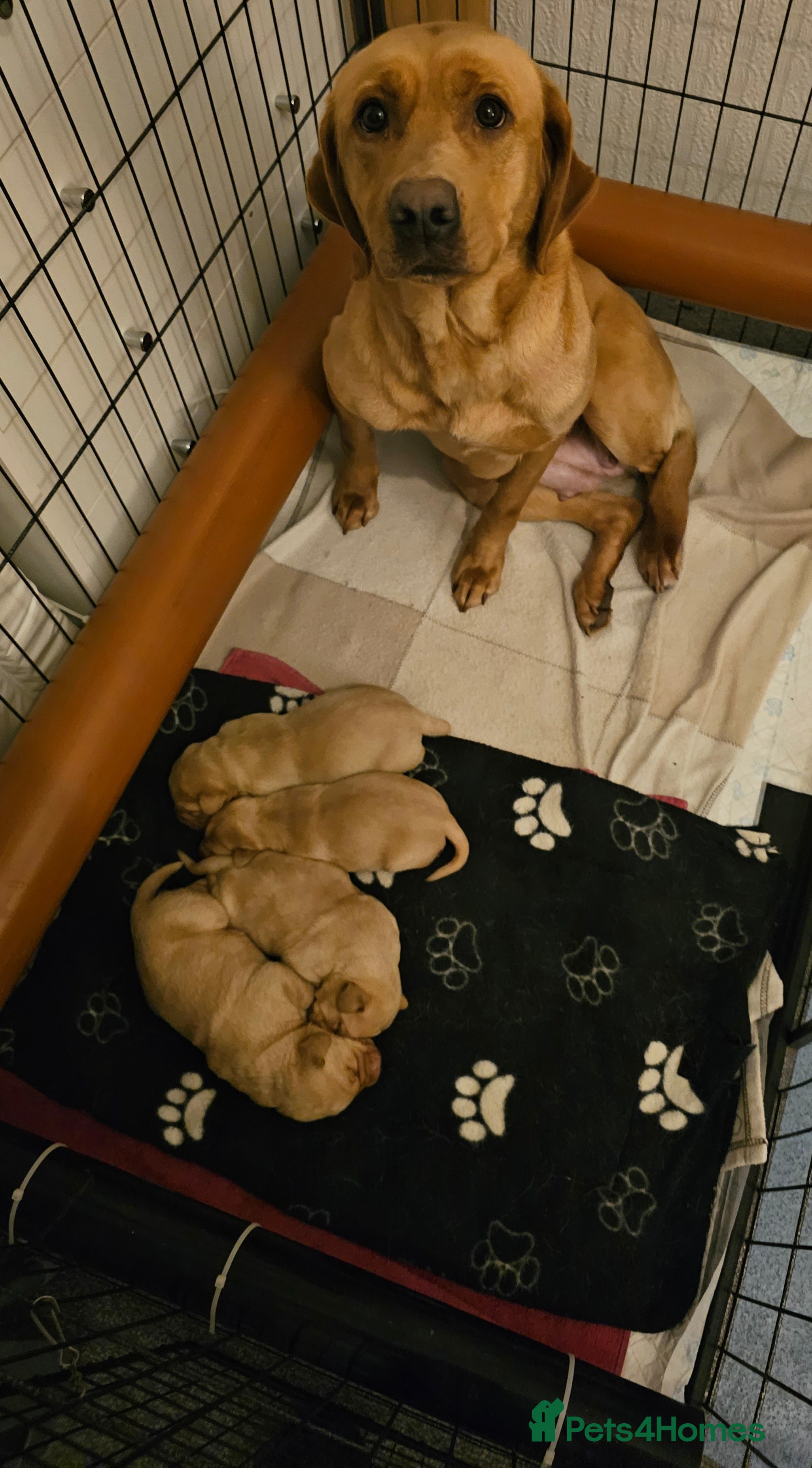 Labrador Retriever dogs Labrador pups  - Advert 2