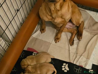 Labrador Retriever dogs Labrador pups - Advert 10