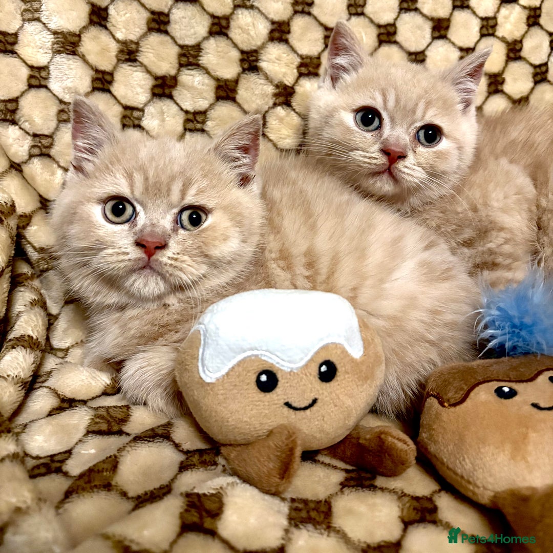 British Shorthair cats for sale: GCCF British shorthair kittens cream boys x2 - Advert 1