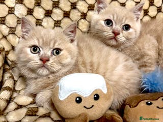 British Shorthair cats GCCF British shorthair kittens cream boys x2 - Advert 7