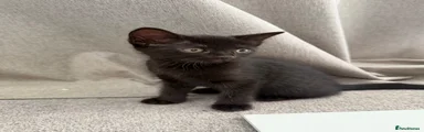 Domestic Shorthair 1