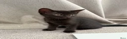 Domestic Shorthair cats for sale: All black girl kitten (Ozzy) - Advert 2