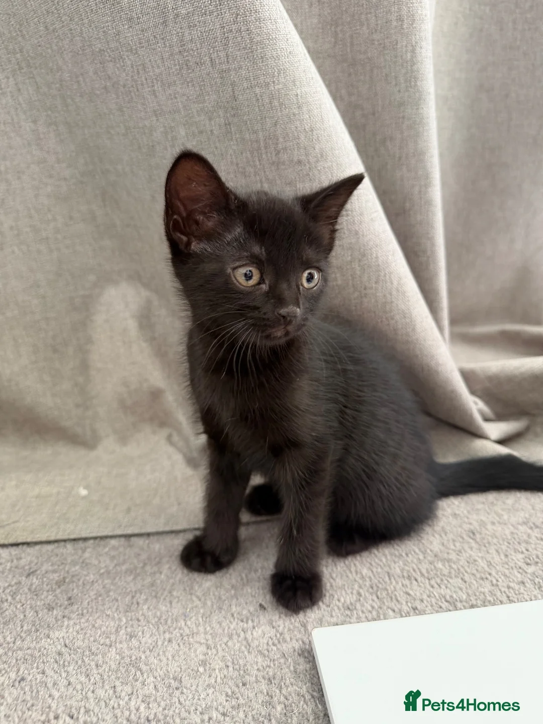 Domestic Shorthair cats for sale: All black girl kitten (Ozzy) - Advert 2